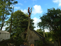 tree felling